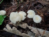 Marasmius delectans image