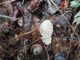 Marasmius delectans image