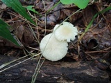 Marasmius delectans image