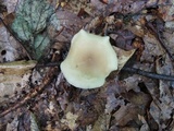Clitocybe odora image