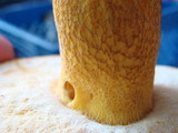 Boletus auripes image