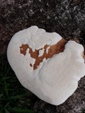 Ganoderma tuberculosum image