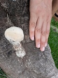 Ganoderma tuberculosum image