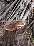Ganoderma tuberculosum image
