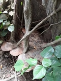 Ganoderma tuberculosum image