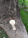 Ganoderma tuberculosum image