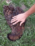 Ganoderma tuberculosum image