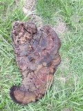 Ganoderma tuberculosum image