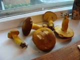 Boletus auripes image