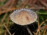 Spinellus fusiger image