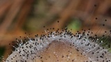 Spinellus fusiger image