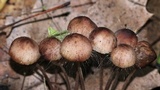 Spinellus fusiger image