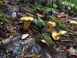 Cantharellus enelensis image