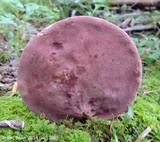 Tylopilus rubrobrunneus image