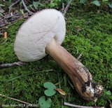 Tylopilus rubrobrunneus image