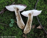 Tylopilus rubrobrunneus image