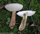 Tylopilus rubrobrunneus image