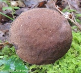Boletellus chrysenteroides image