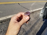 Cortinarius iodes image