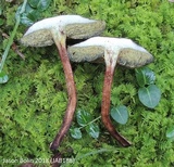 Boletellus chrysenteroides image
