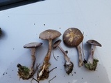 Cortinarius iodes image