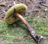 Boletellus chrysenteroides image
