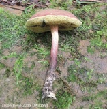 Boletellus chrysenteroides image