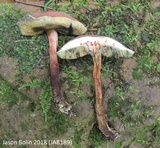 Boletellus chrysenteroides image
