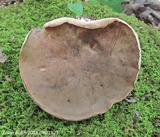 Tylopilus variobrunneus image