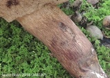 Tylopilus variobrunneus image