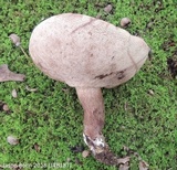 Tylopilus variobrunneus image
