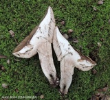 Tylopilus variobrunneus image