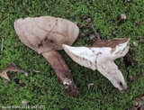 Tylopilus variobrunneus image