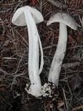 Amanita sect. Vaginatae image