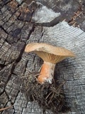 Lactarius deterrimus image