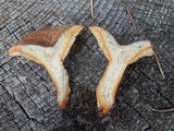 Lactarius deterrimus image