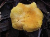 Cantharellus lateritius image