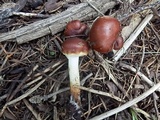 Pholiota rufodisca image