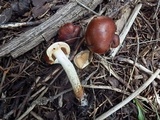 Pholiota rufodisca image
