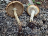 Pholiota rufodisca image