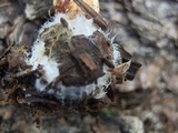 Pholiota rufodisca image