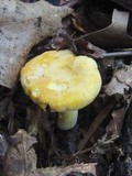 Cantharellus lateritius image