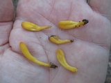 Microglossum rufum image