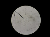 Microglossum rufum image