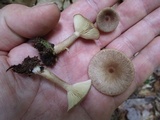 Lactarius griseus image