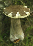 Tylopilus alboater image