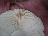 Russula variata image
