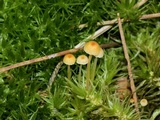 Rickenella fibula image