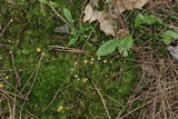 Rickenella fibula image