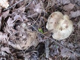 Russula dissimulans image